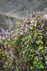 Rock-stone herb Rock-stone herb